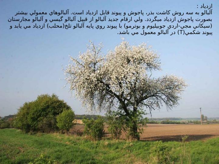 آلبالو5