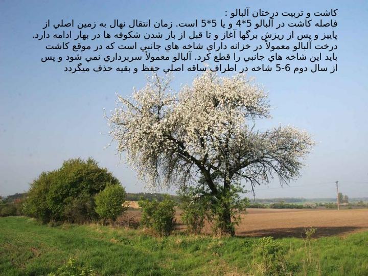 آلبالو6