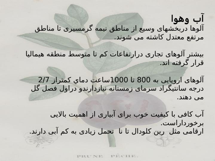 آلو-از-ميوه-های-مهم-مناطق-معتدله6