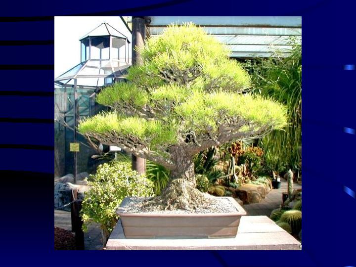بن-سای-آمیزه-ای-از-هنر-و-باغبانی2