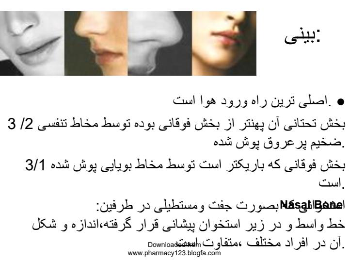 بینی2