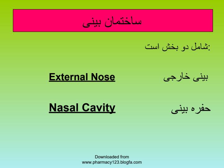 بینی3