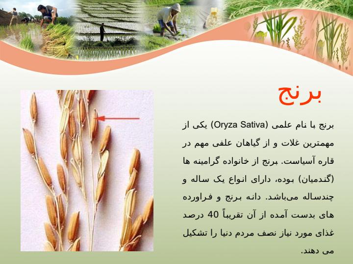 تثبيت-بيولوژيكي-نيتروژن-در-مزارع-برنج2