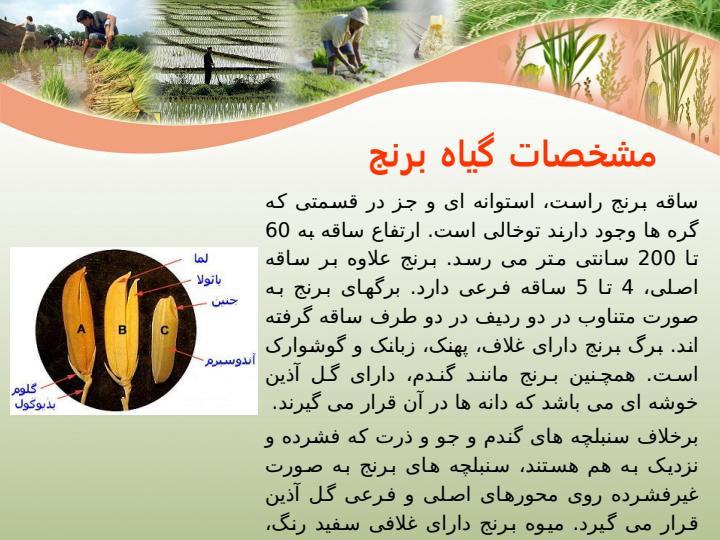 تثبيت-بيولوژيكي-نيتروژن-در-مزارع-برنج3