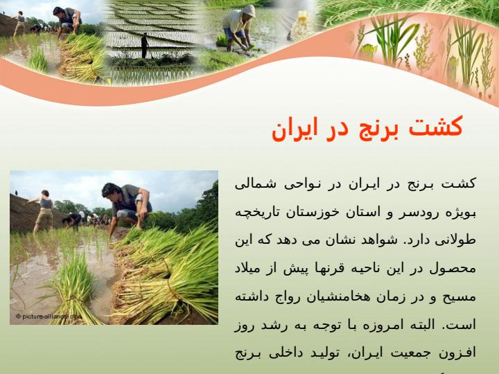 تثبيت-بيولوژيكي-نيتروژن-در-مزارع-برنج5