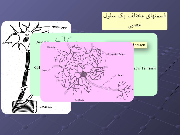 تحليل-الكتريكي-فيزيولوژي-سلول4