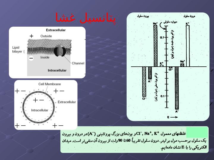 تحليل-الكتريكي-فيزيولوژي-سلول5