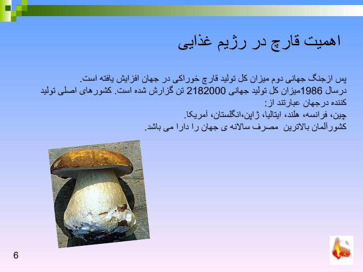 تهیه-ی-بذر-قارچ4