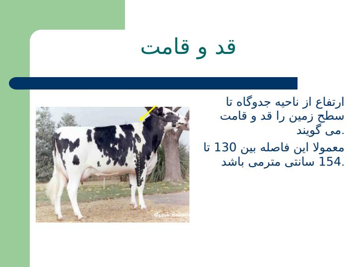 تیپ-صحیح-گاو1