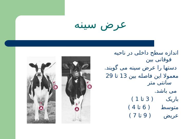 تیپ-صحیح-گاو2