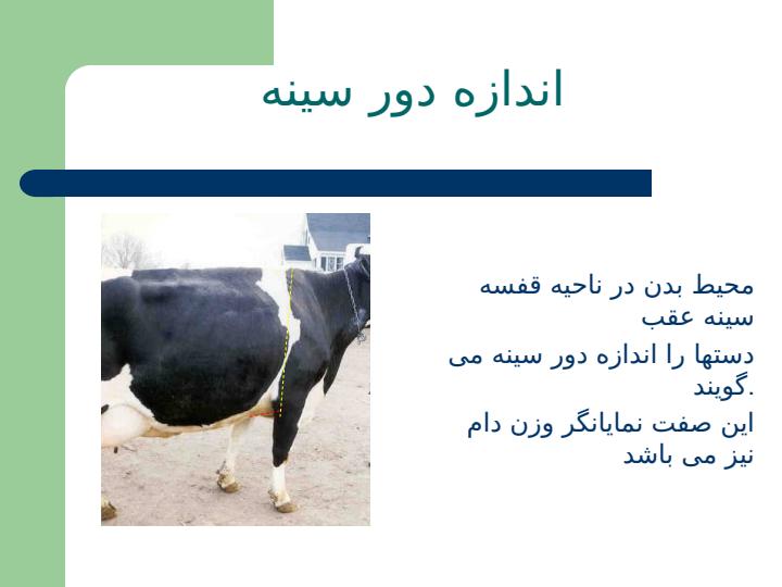 تیپ-صحیح-گاو3