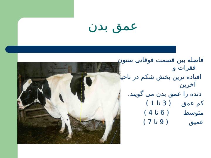 تیپ-صحیح-گاو5