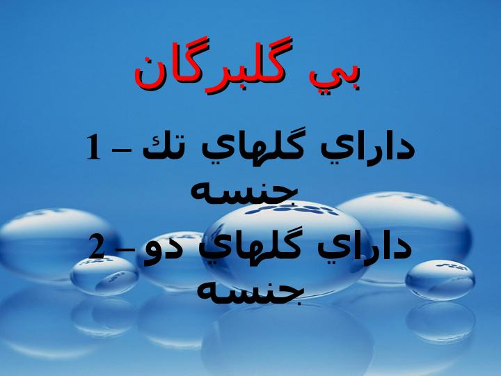 دو-لپه-هاي-گلبرگان-جدا-گلبرگان-پيوسته-گلبرگان1