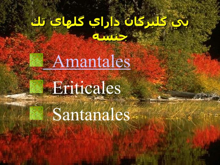دو-لپه-هاي-گلبرگان-جدا-گلبرگان-پيوسته-گلبرگان2