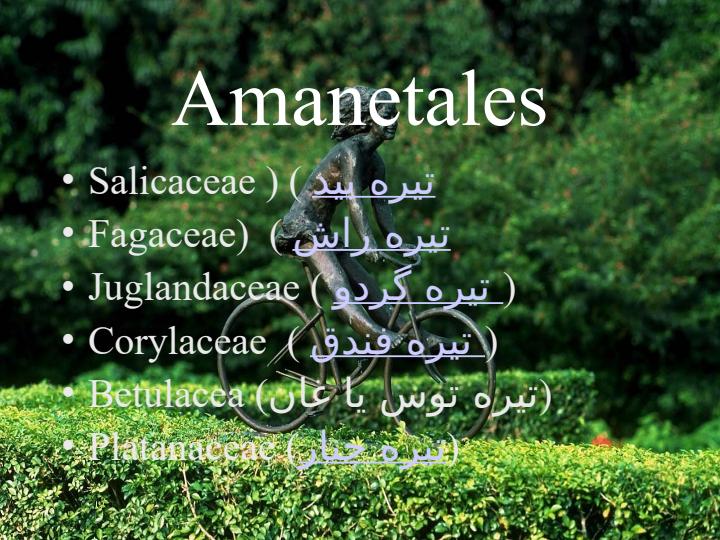 دو-لپه-هاي-گلبرگان-جدا-گلبرگان-پيوسته-گلبرگان3