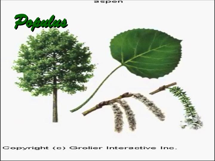 دو-لپه-هاي-گلبرگان-جدا-گلبرگان-پيوسته-گلبرگان6