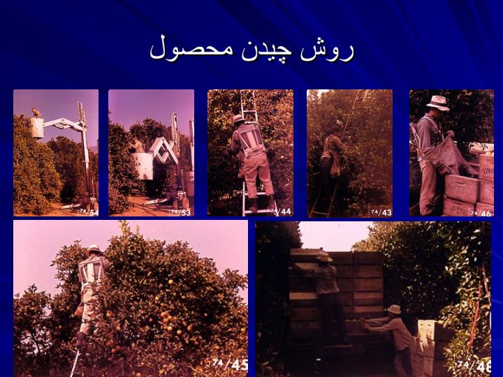 روشهای-نگهداری-مرکبات-بعد-از-برداشت5