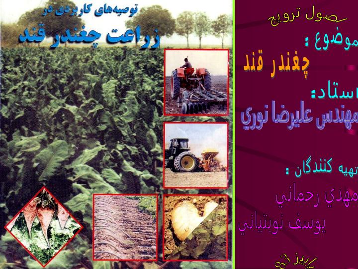 زراعت-چغندر-قند1