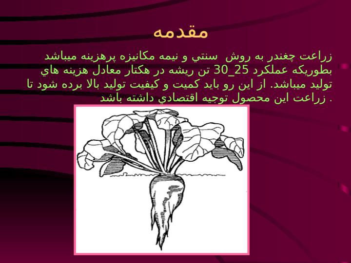 زراعت-چغندر-قند2
