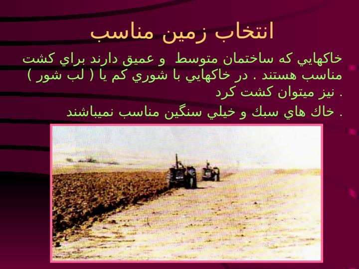 زراعت-چغندر-قند3