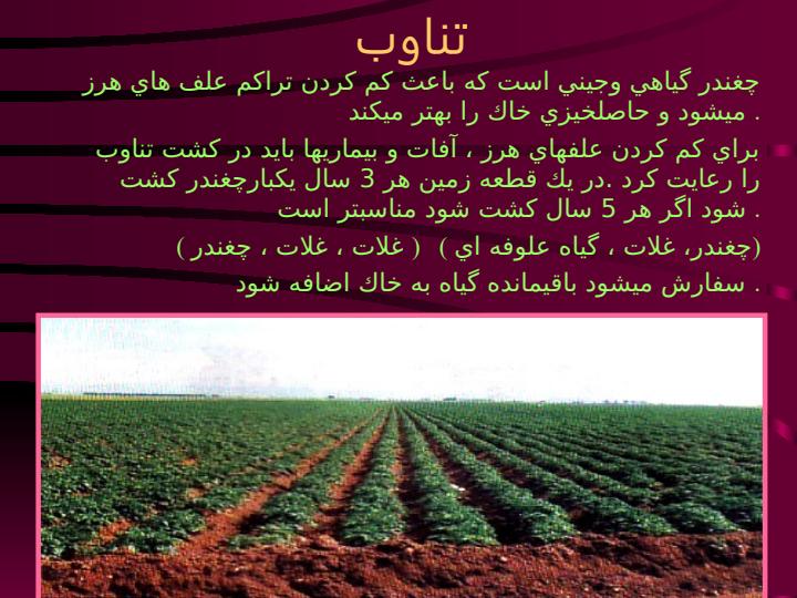 زراعت-چغندر-قند4
