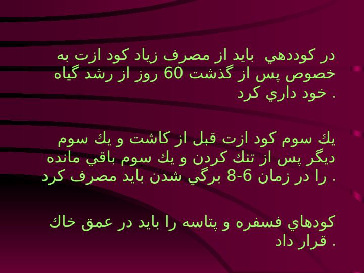 زراعت-چغندر-قند6