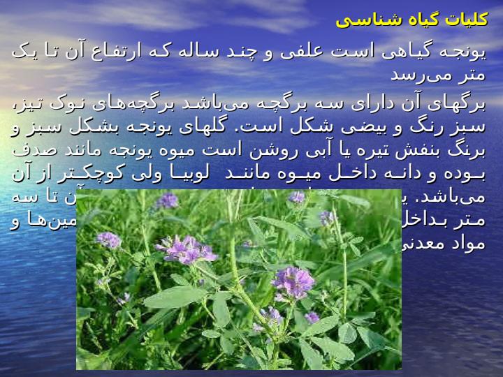 زراعـت-گيـاه-يـونجه1