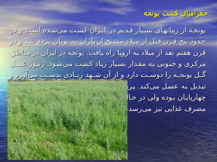زراعـت-گيـاه-يـونجه2