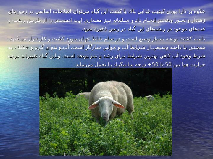 زراعـت-گيـاه-يـونجه4