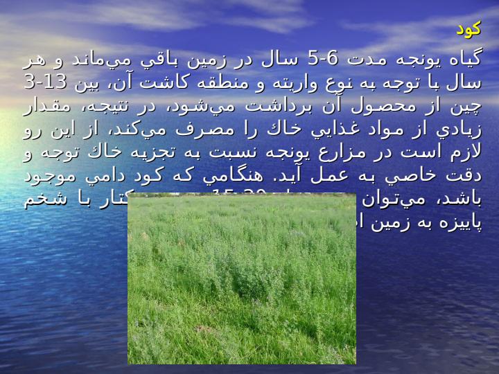 زراعـت-گيـاه-يـونجه6