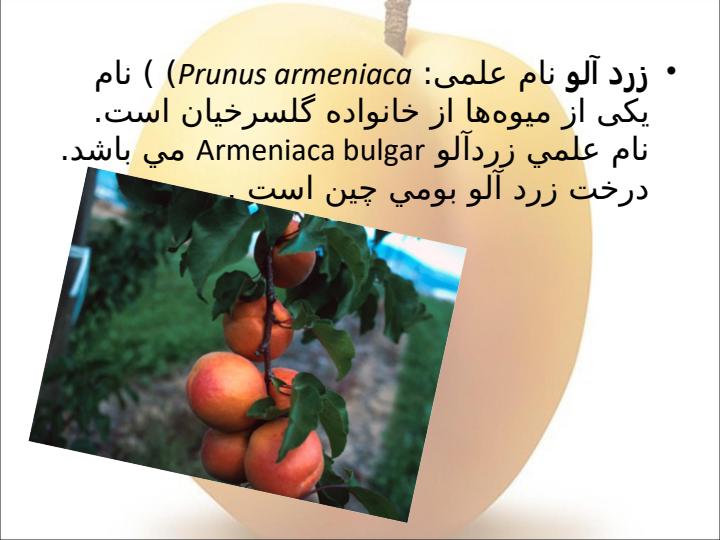زردآلو-و-خواص-آن2