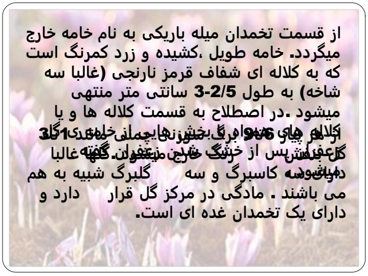 زعفران1