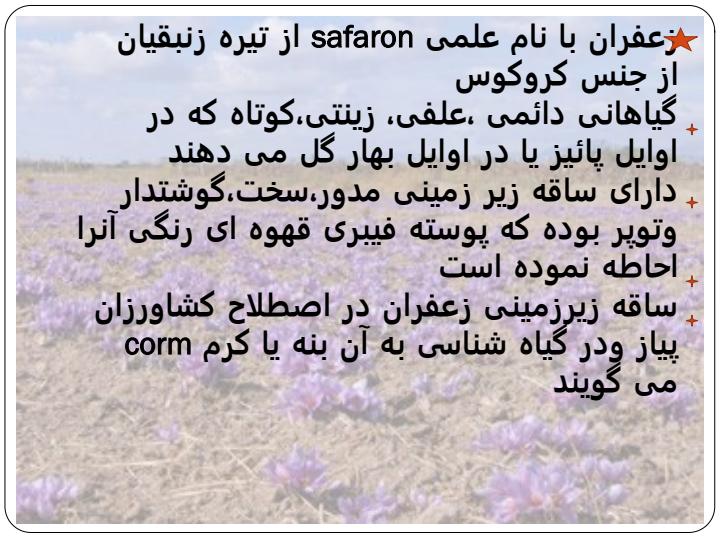 زعفران2