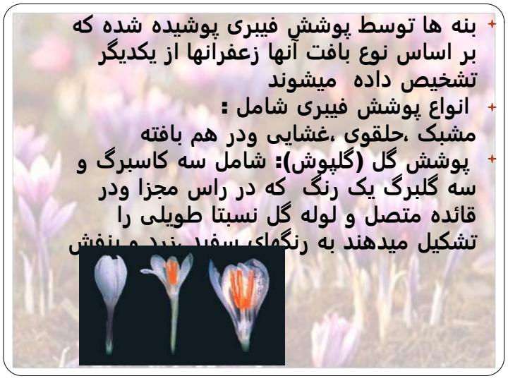 زعفران3