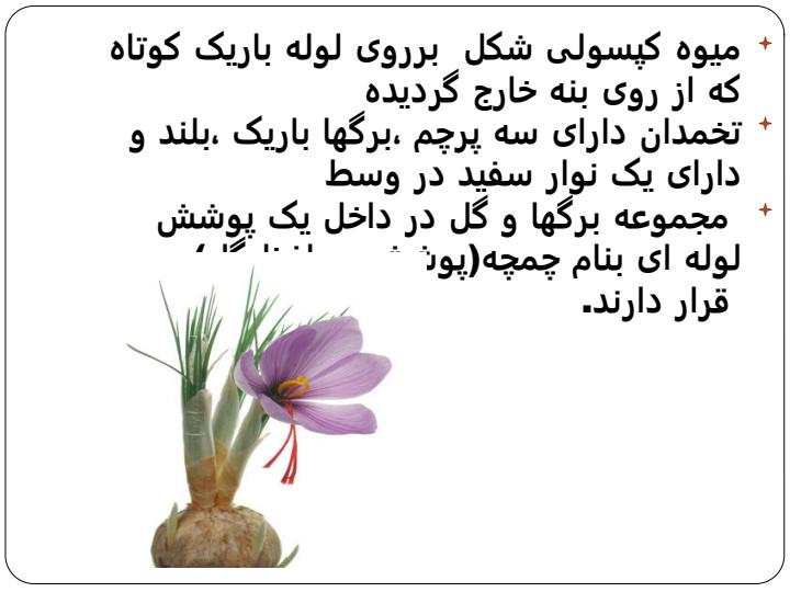 زعفران4