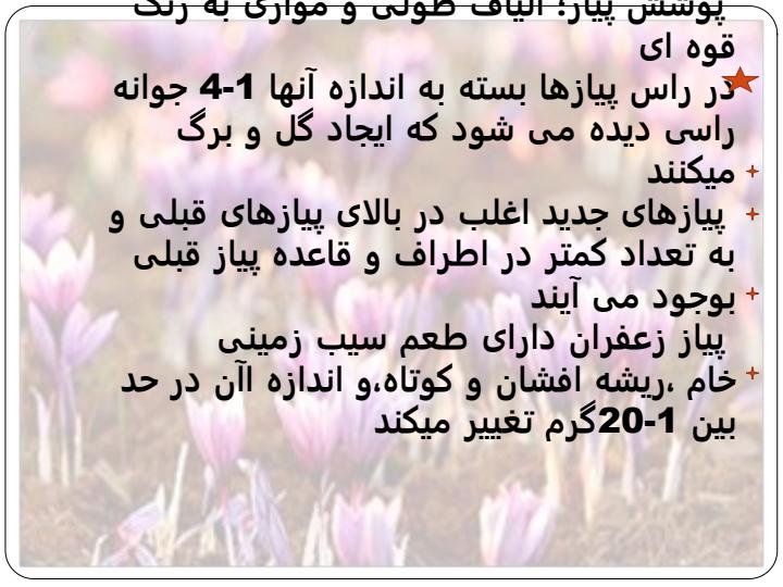 زعفران5