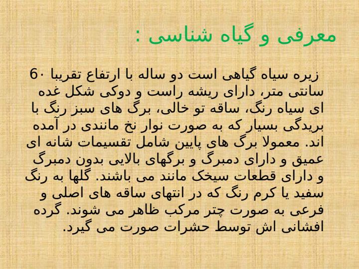 زیره-سیاه-و-زیره-سبز3