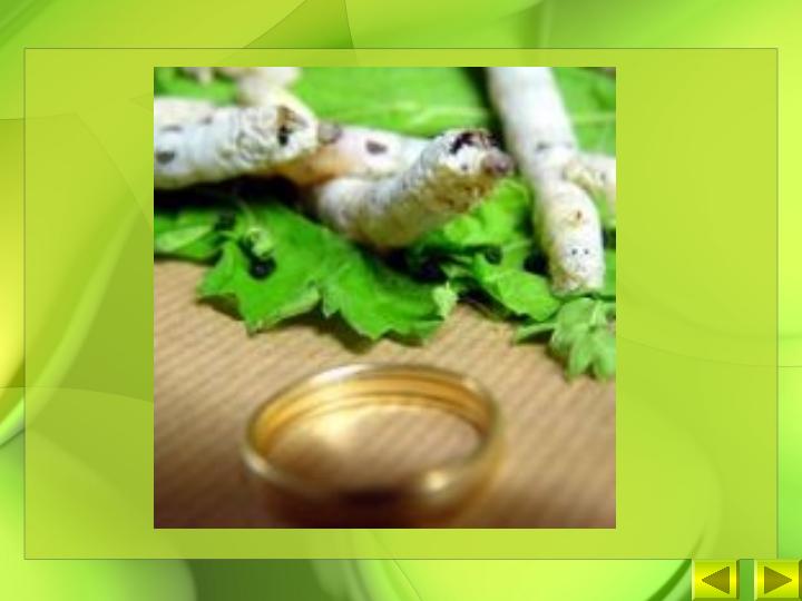 طرح-توجیهی-کرم-ابریشم2
