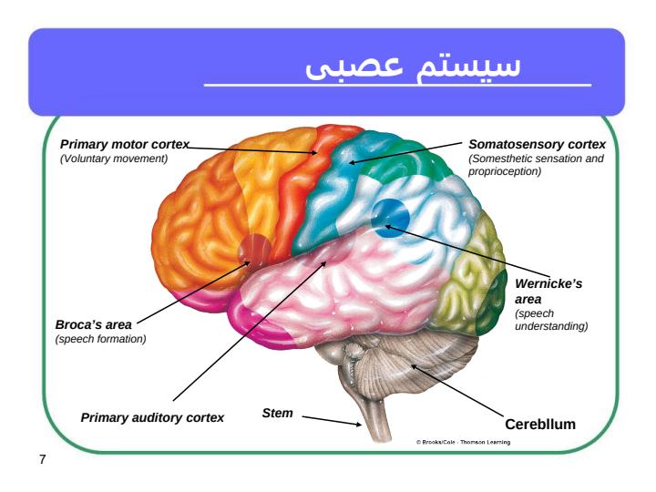 مدلسازي-سيستم-عصبي-عضلاني-توليد-گفتار6