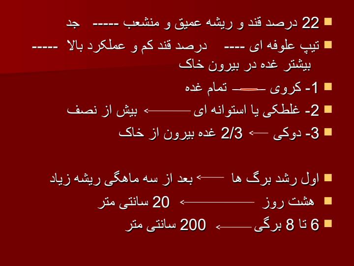چغندر-قند2