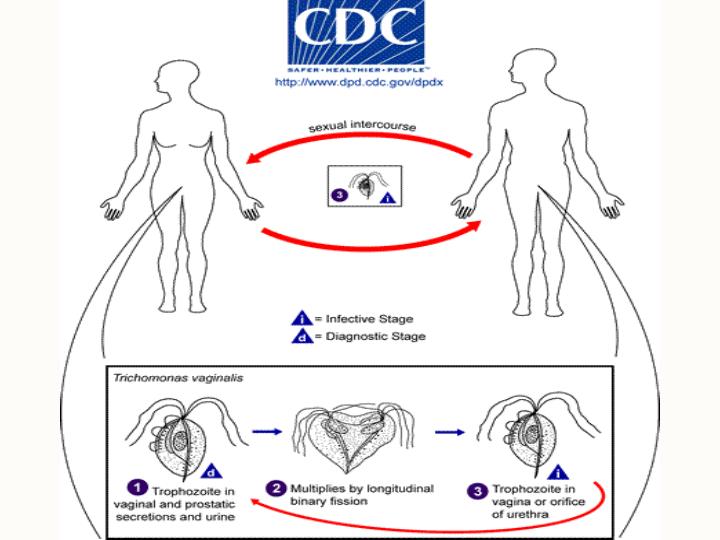 تریکوموناس-واژینالیس1
