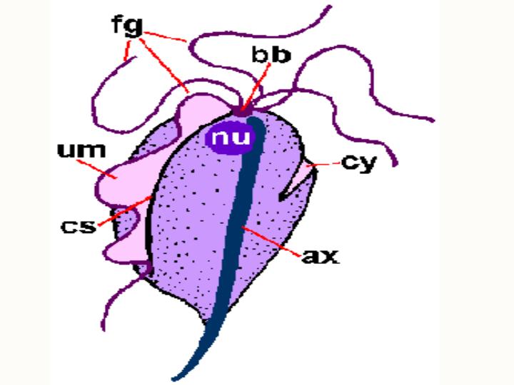 تریکوموناس-واژینالیس2