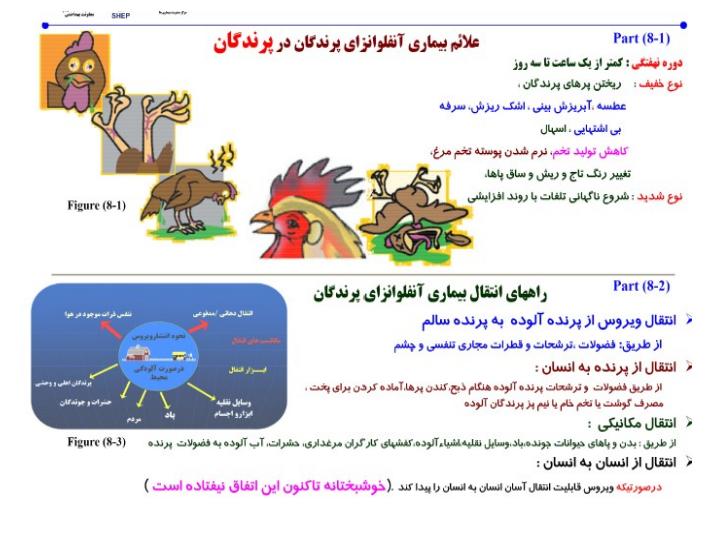 در-برابر-آنفلوانزا-پرندگان-H5N8چه-باید-کرد3