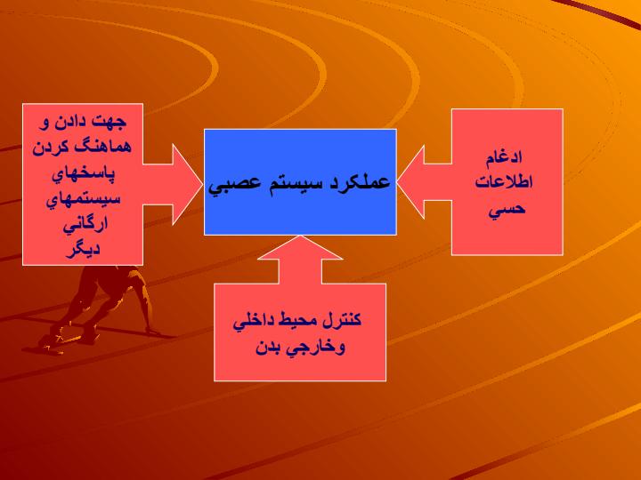 سيستم-عصبي1نرون-ها-و-نخاع-شوکي3