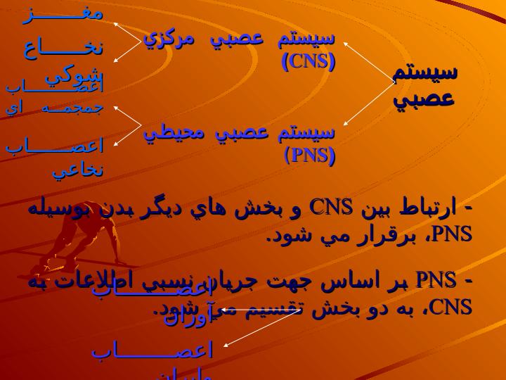 سيستم-عصبي1نرون-ها-و-نخاع-شوکي4