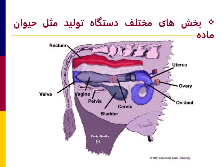 فیزیولوژی-تولید-مثل-یک3