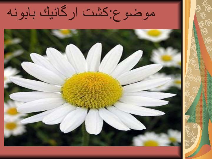 كشت-ارگانيك2