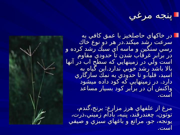 مرغ-بندواش2
