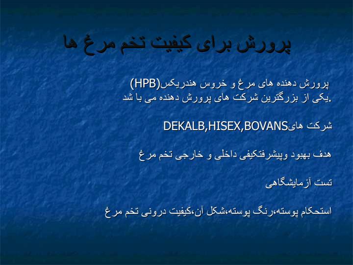 مرغ-تخم-گذار2