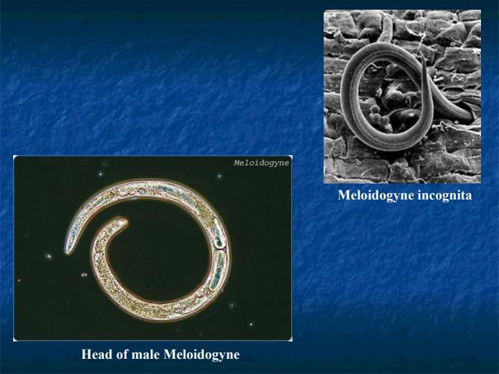 معرفی-جنسهای-Heterodera-و-Meloidogyne-5